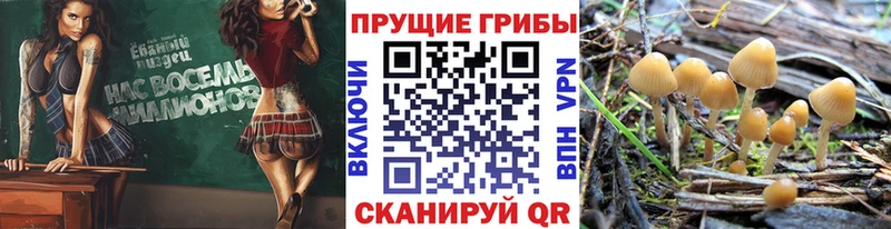 Галлюциногенные грибы мицелий  Зея 